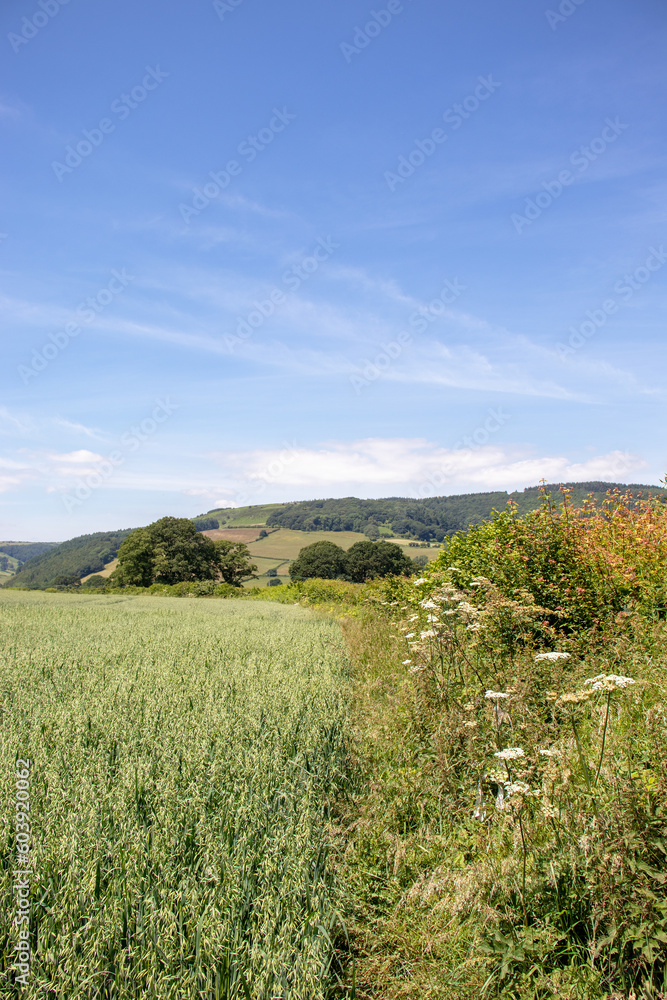 Summertime landscape.