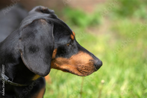 A cute dachshund in a lush spring garden