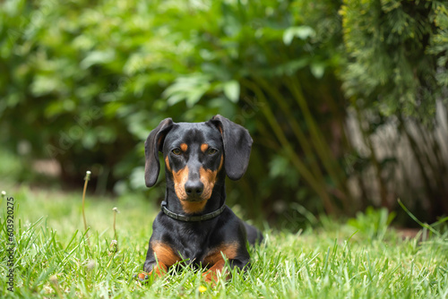 A cute dachshund in a  lush spring garden