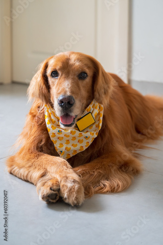 Golden Retriever lying on the floor