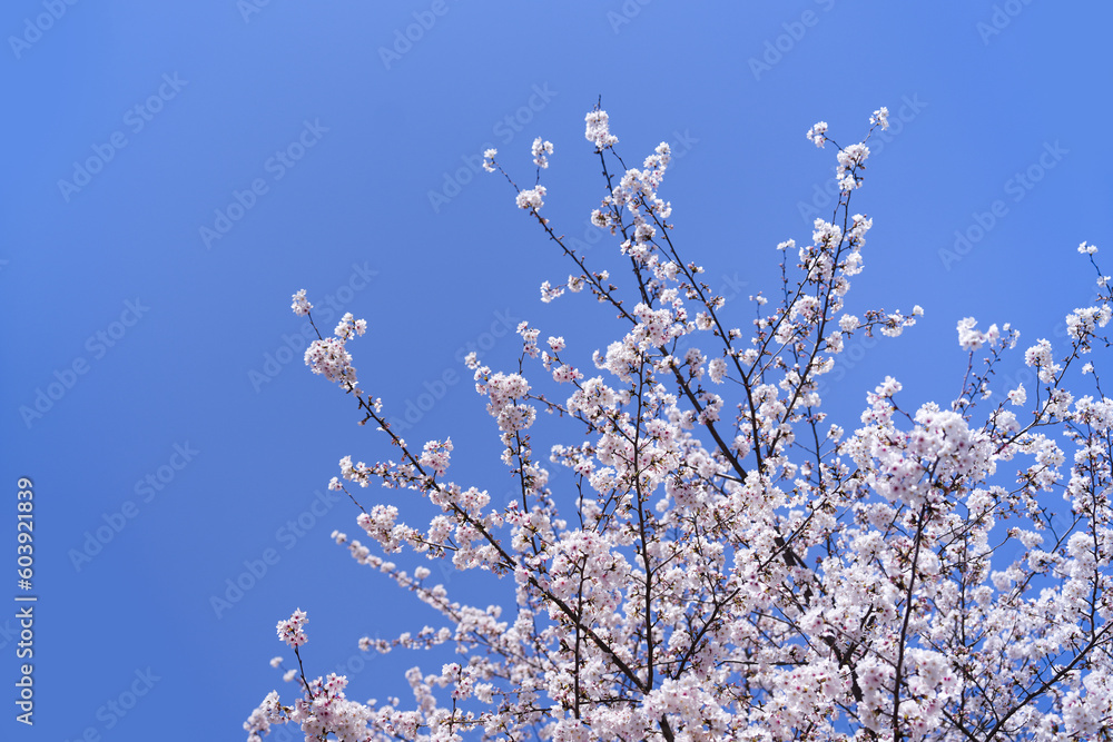 Springtime with pink cherry blossom flower in park outdoor with clear blue sky no cloud on holiday in Japan Springtime with pink cherry blossom flower in park outdoor with clear blue sky no cloud on holiday in Japan