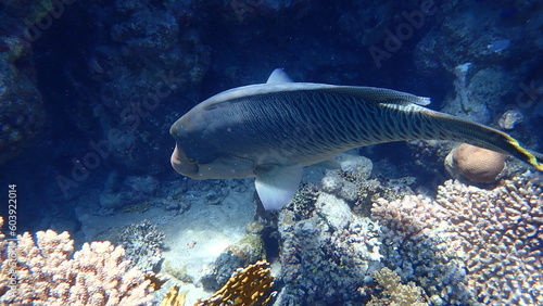 Humphead wrasse or Napoleon wrasse, Napoleon fish, Napoleonfish (Cheilinus undulatus) undersea, Red Sea, Egypt, Sharm El Sheikh, Nabq Bay photo