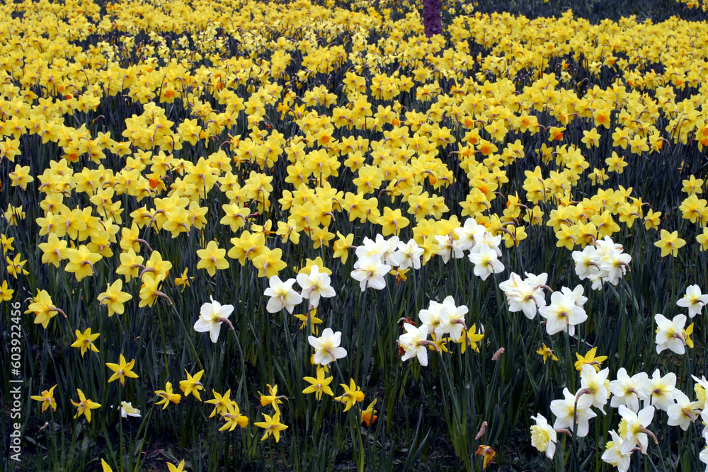Obraz premium Daffodils - Garthdee - Aberdeen - Scotland - UK
