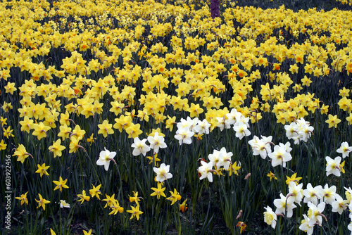 Fototapeta Naklejka Na Ścianę i Meble -  Daffodils - Garthdee - Aberdeen - Scotland - UK