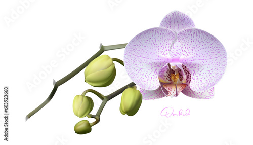 Isolated realistic vector orchid