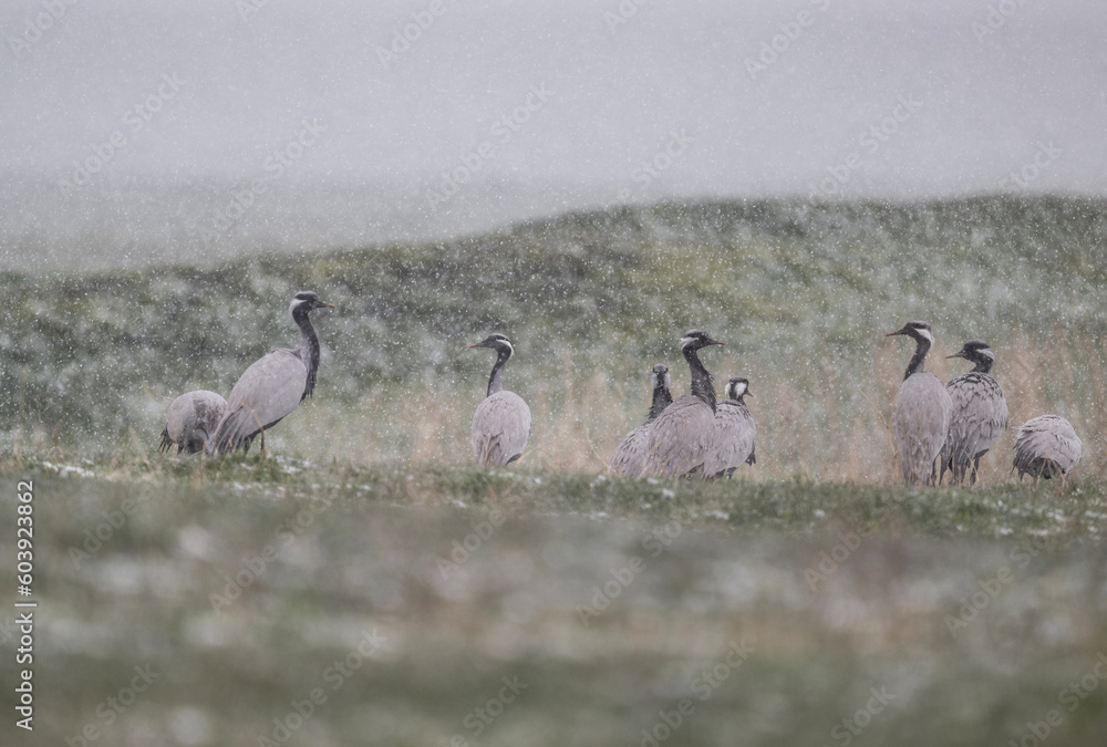 a flock of common cranes on a green lawn against a gray sky and falling snow in May