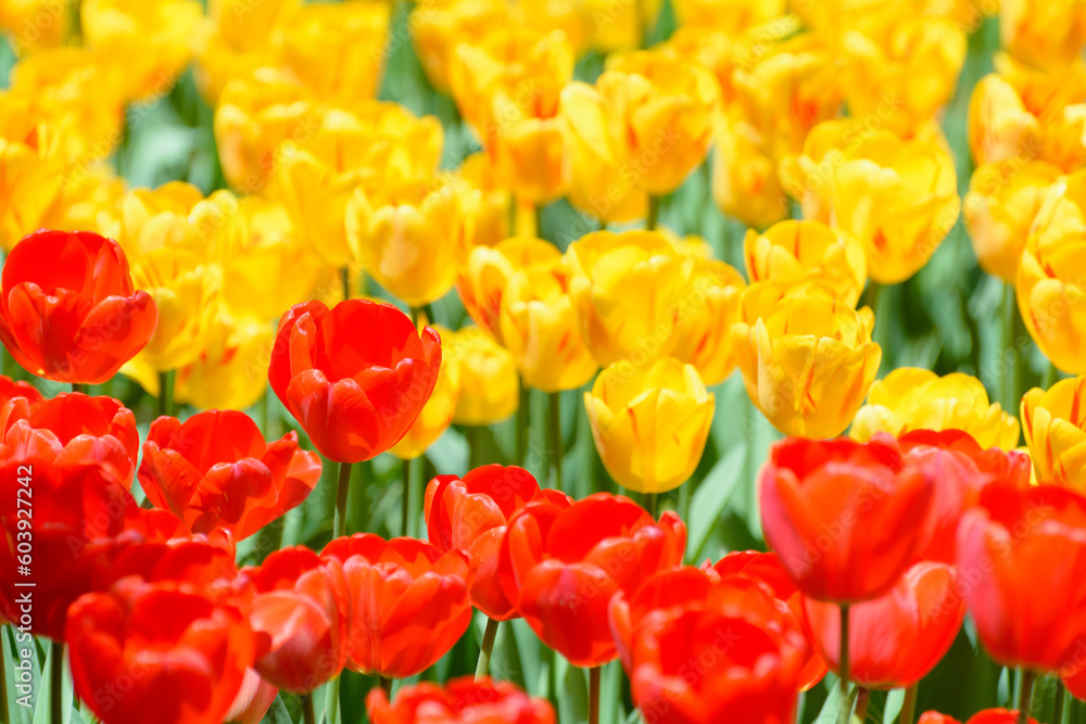 赤と黄のチューリップ