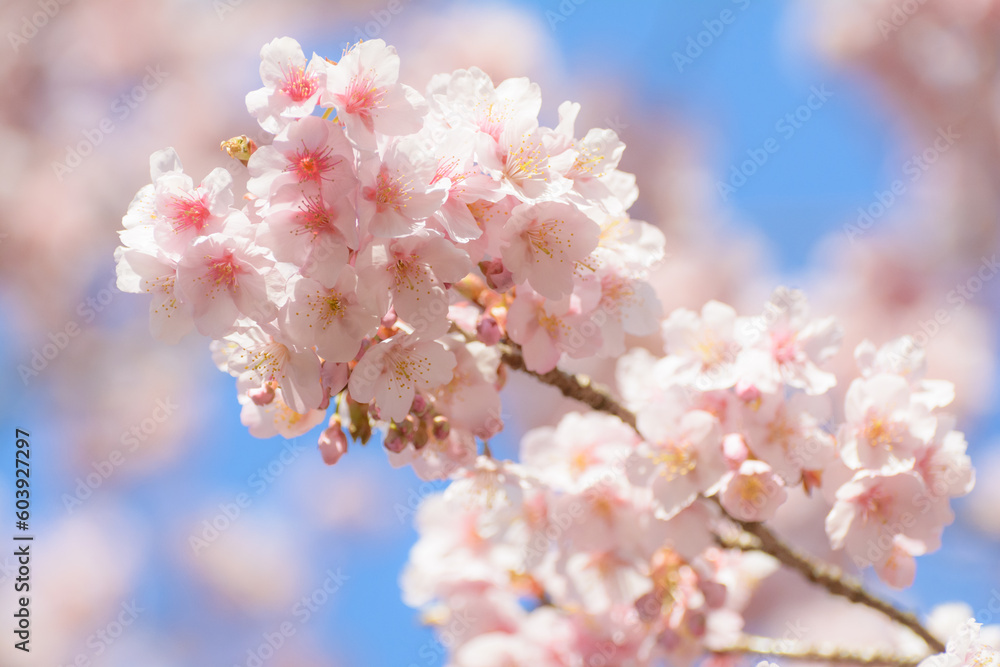 日本の桜 日本の桜