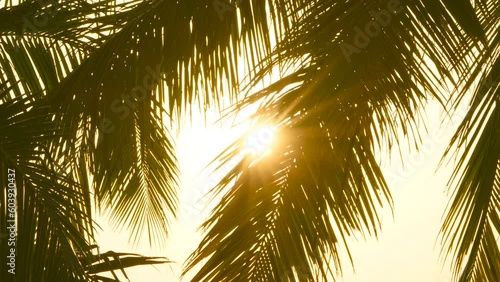 Silhouette of palm trees against of yellow sunset sky background.