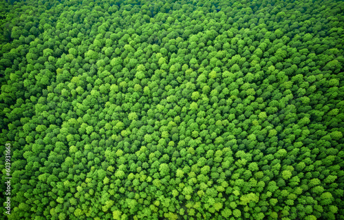 Aerial top view forest tree, Rainforest ecosystem and healthy environment concept and background, Texture of green tree forest view from above, copy space. Generative AI