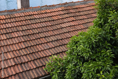 Old red tile roof with green tree and blue sky. Beautiful background