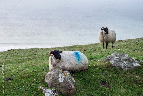 Wool sheep on green grass. Stunning nature scenery of Keem bay and beach, county Mayo, Ireland. Popular travel destination. photo