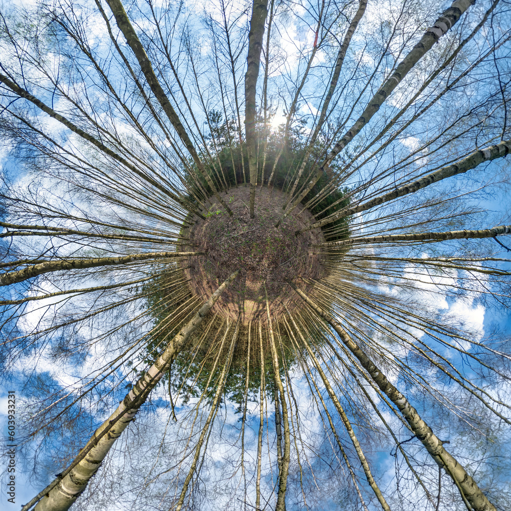Obraz premium Spherical abstract aerial view in forest with clumsy branches. tiny planet transformation of spherical panorama 360 degrees. Curvature of space.