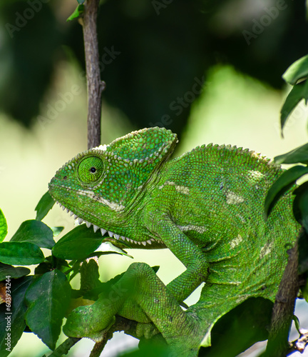 Beautifu chameleons (chamaeleonidae) , chameleons in branch neture green background