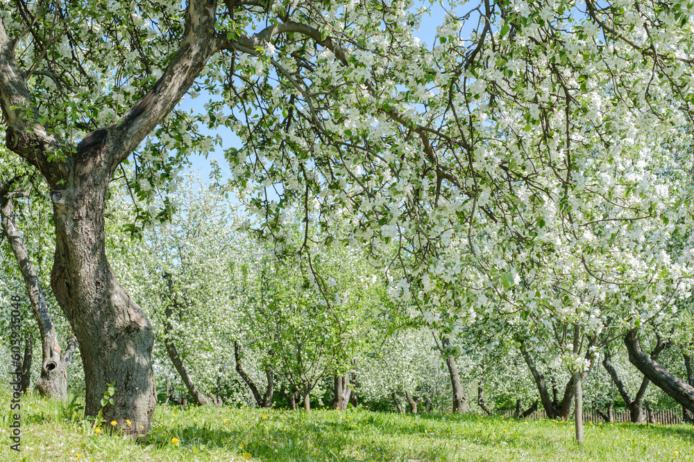 blooming apple trees in the garden on green grass