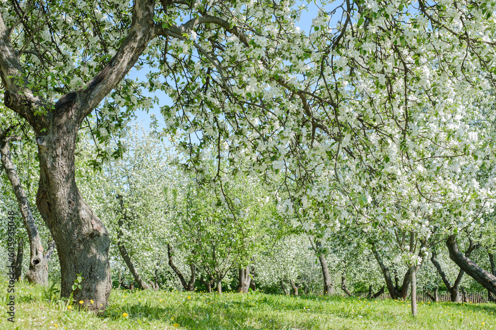 blooming apple trees in the garden on green grass blooming apple trees in the garden on green grass