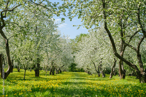 blooming apple trees in the garden on green grass and a carpet of blooming yellow dandelions