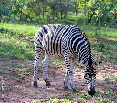 Burchell s zebras  Equus quagga burchellii  in their natural surrounding    pix Sanjiv Shukla 