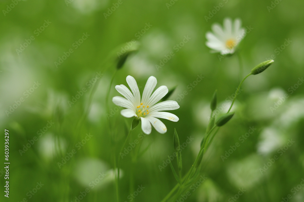 A small forest daisy blooms on a green lawn. A small forest daisy blooms on a green lawn.