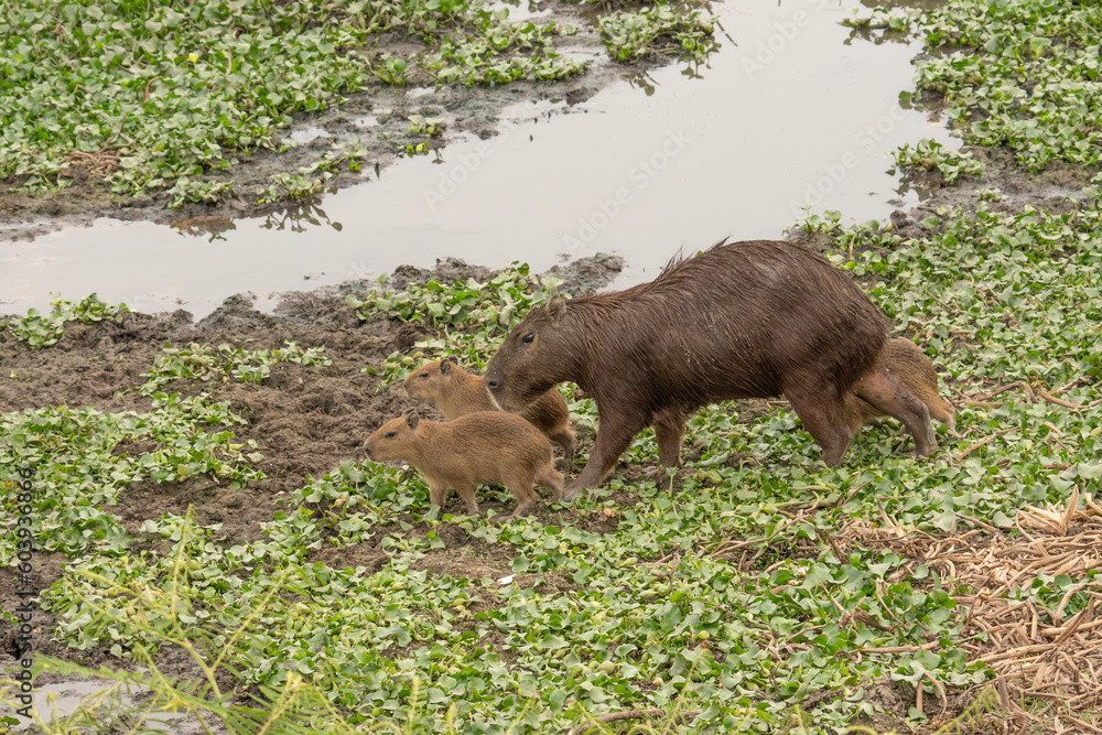 A herd of capybara crossing a river with geese in the background Venezuela. A herd of capybara crossing a river with geese in the background Venezuela.