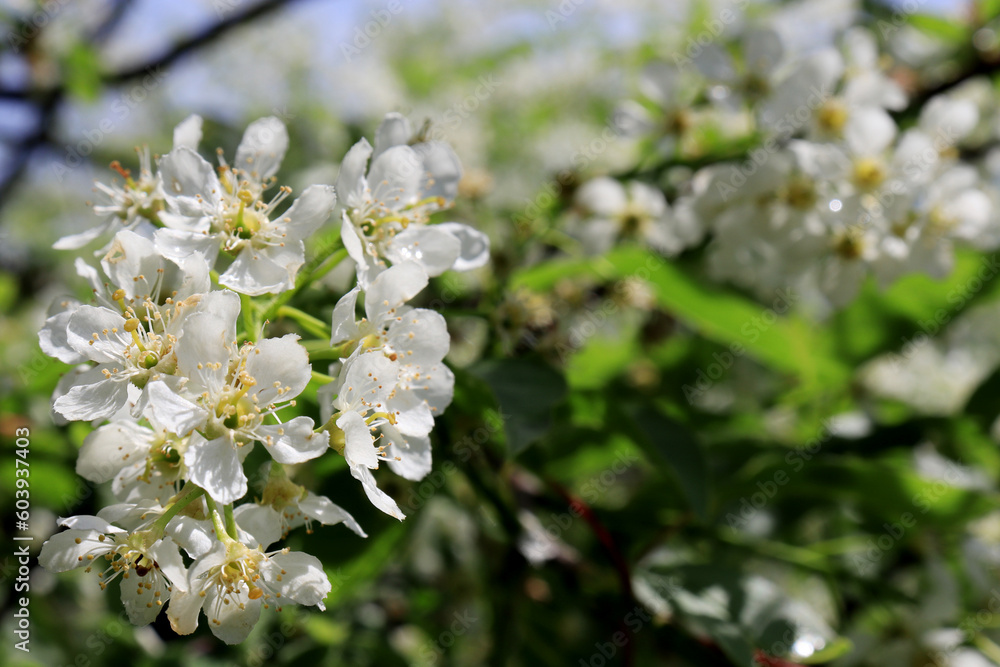 blossoming tree with white flowers clouse-up blossoming tree with white flowers clouse-up