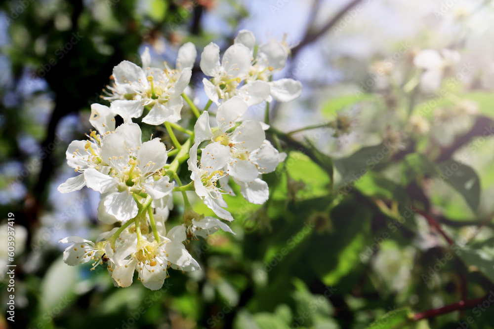 Flowering bird cherry (Prúnus pádus). Beautiful wallpaper Flowering bird cherry (Prúnus pádus). Beautiful wallpaper