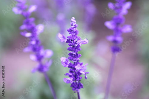 美しいラベンダーの花