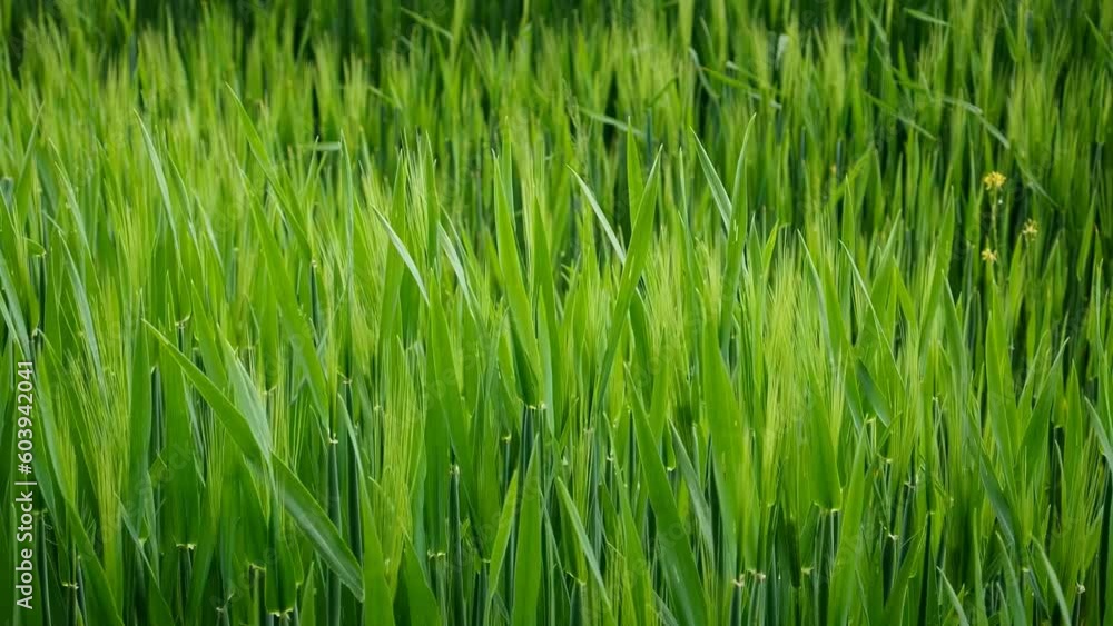 Early spring green wheat field. Young green wheat ears swaying in the breeze, cloudy day, no people, Europe Early spring green wheat field. Young green wheat ears swaying in the breeze, cloudy day, no people, Europe