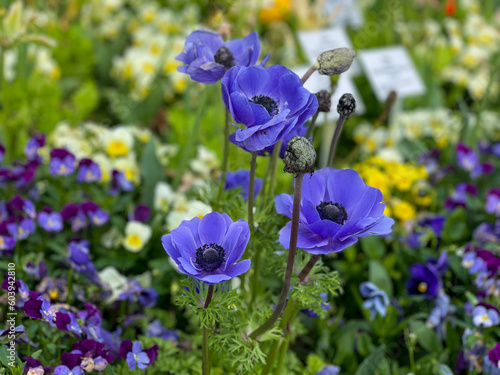 Beautiful vibrant blue Anemone coronaria decorative garden flowers on colorful flower bed close up photo