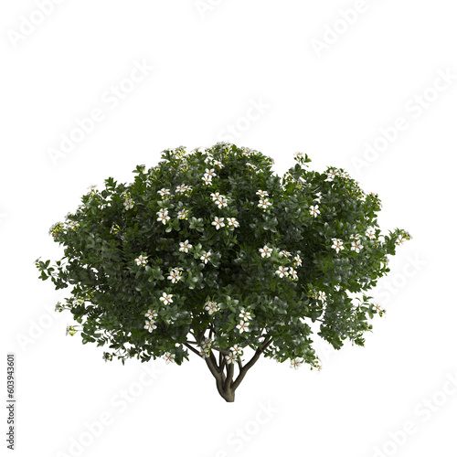 3d illustration of gardenia augusta bush isolated on transparent background