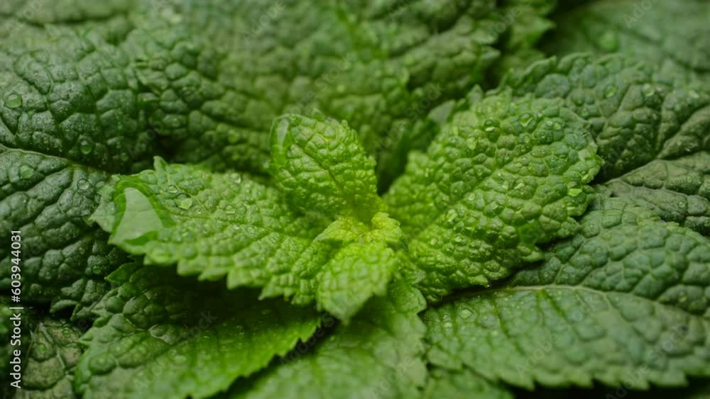 Fresh mint leaves macro, rotation