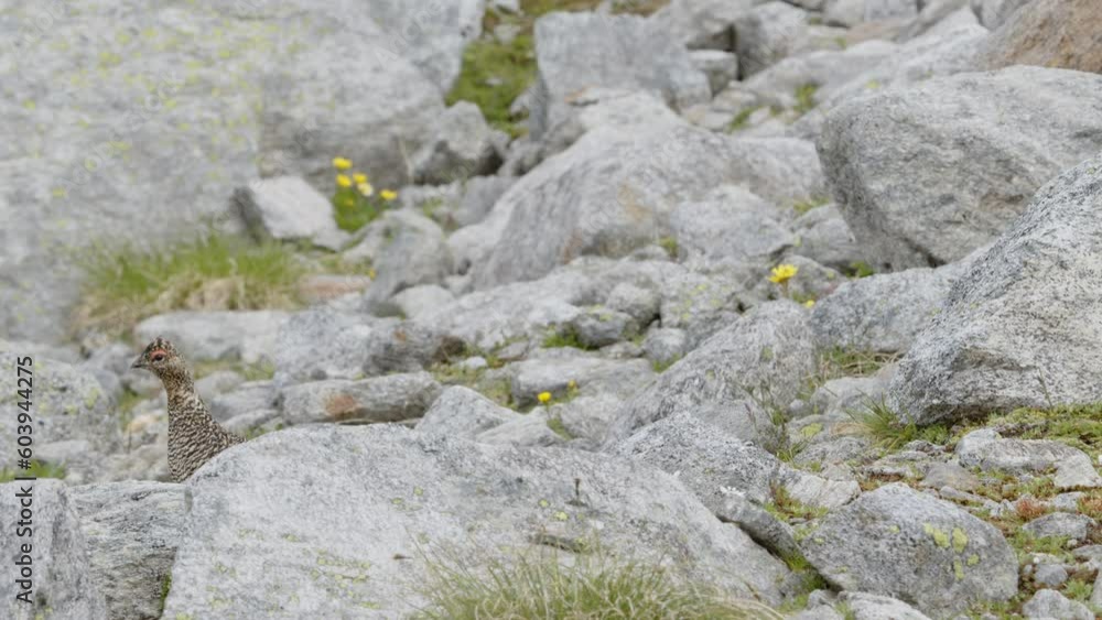 Ptarmigan (grouse) behind a rock (4K Resolution) Ptarmigan (grouse) behind a rock (4K Resolution)