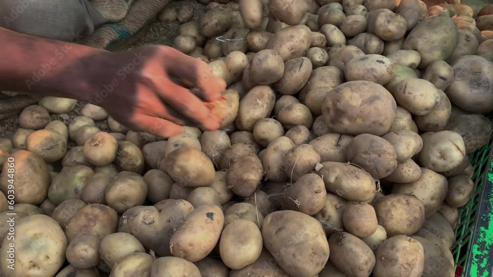 Farmer's hands show a heap of fresh raw potatoes at the local market Farmer's hands show a heap of fresh raw potatoes at the local market