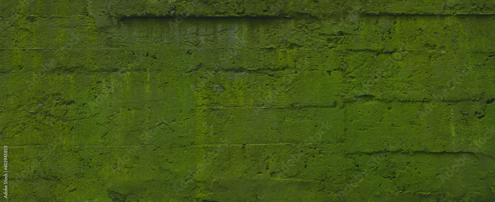 Obraz premium old mossy concrete wall bacground