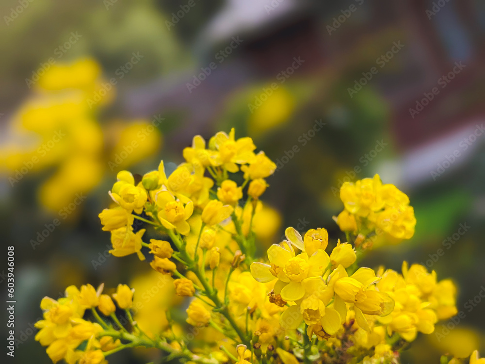 Mahonia aquifolium in bloom, yellow flowering plant called oregon grape, pinnate green evergreen leaves and cluster of yellow flowers Mahonia aquifolium in bloom, yellow flowering plant called oregon grape, pinnate green evergreen leaves and cluster of yellow flowers