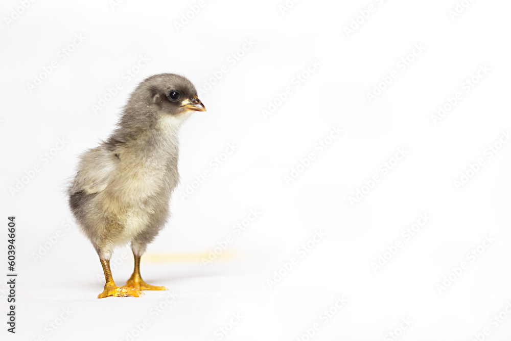 Obraz premium chicken