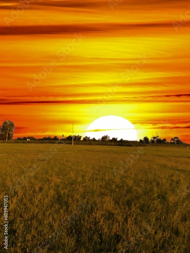 sunset over the field