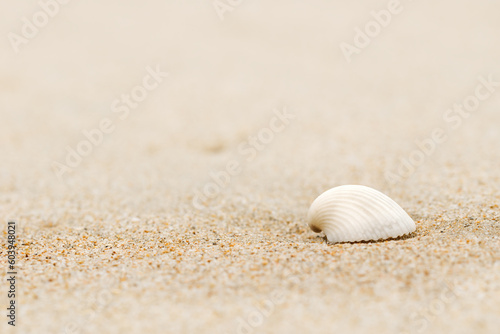Sea shell in sand pile background. Summer photo of beach decoration.
