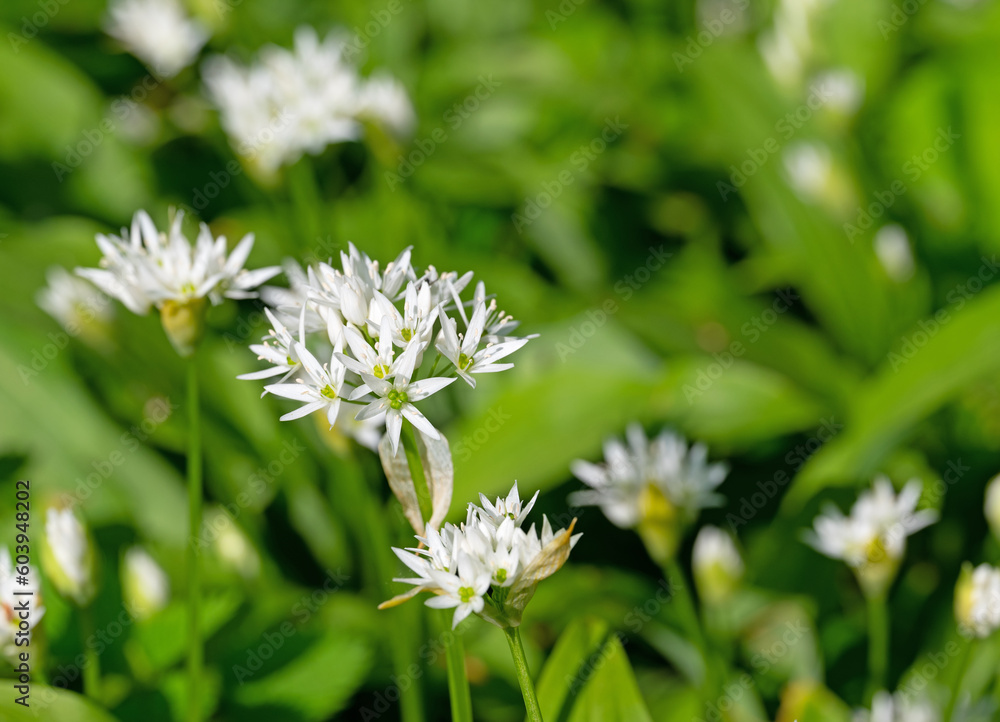 Bärlauchblüten und Blätter in einer Nahaufnahme