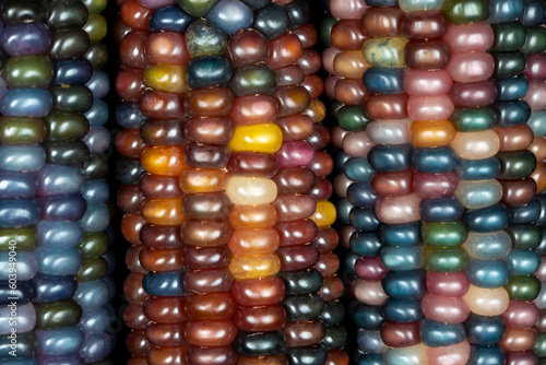 Glass Gem corn (botanically classified as Zea mays). This variety produces gorgeous multicoloured glass bead- or gem-like cobs. photo