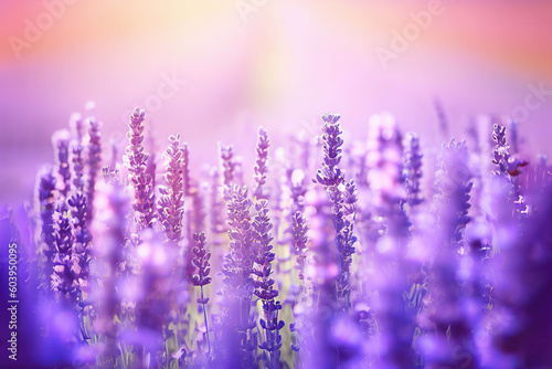 Lavender field at sunset