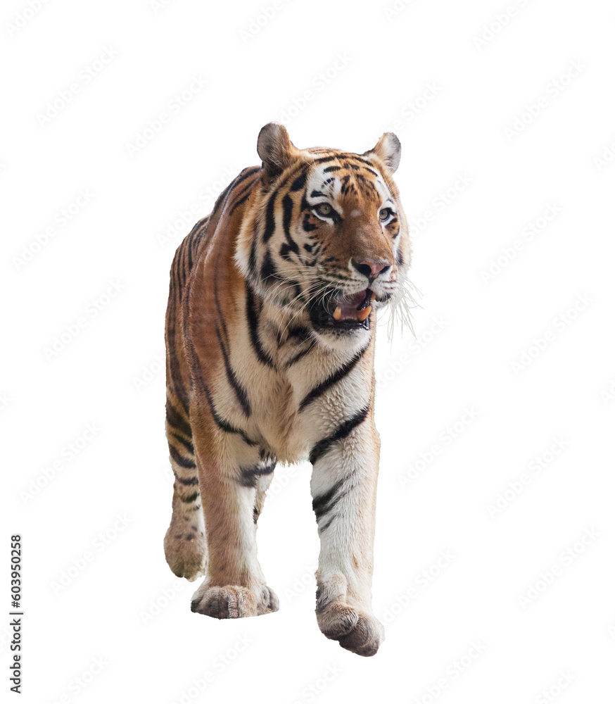 Tiger walking isolated on transparent white background
