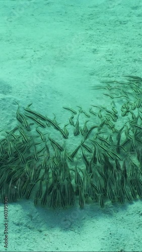 Vertical video, Shoal of Eel Catfish swims and feeds on seabed, Slow motion, Closeup. Top vew of school of juvenile Striped Eel Catfish (Plotosus lineatus) rolling like wave over sandy bottom and feed photo