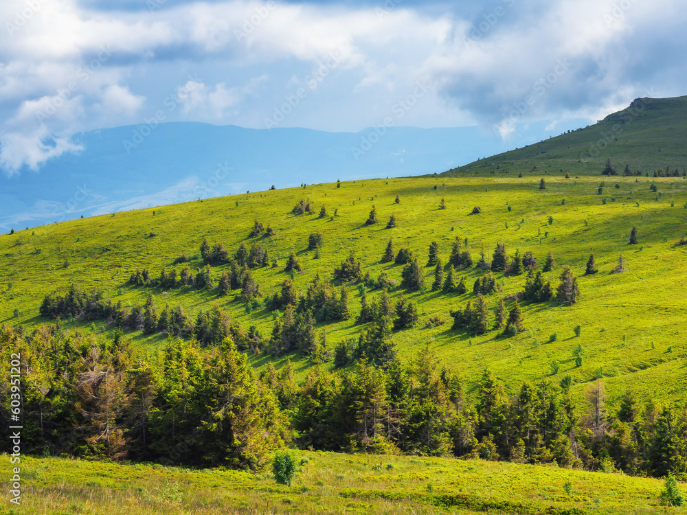 carpathian countryside with forested hills. green landscape in mountains on a sunny summer day