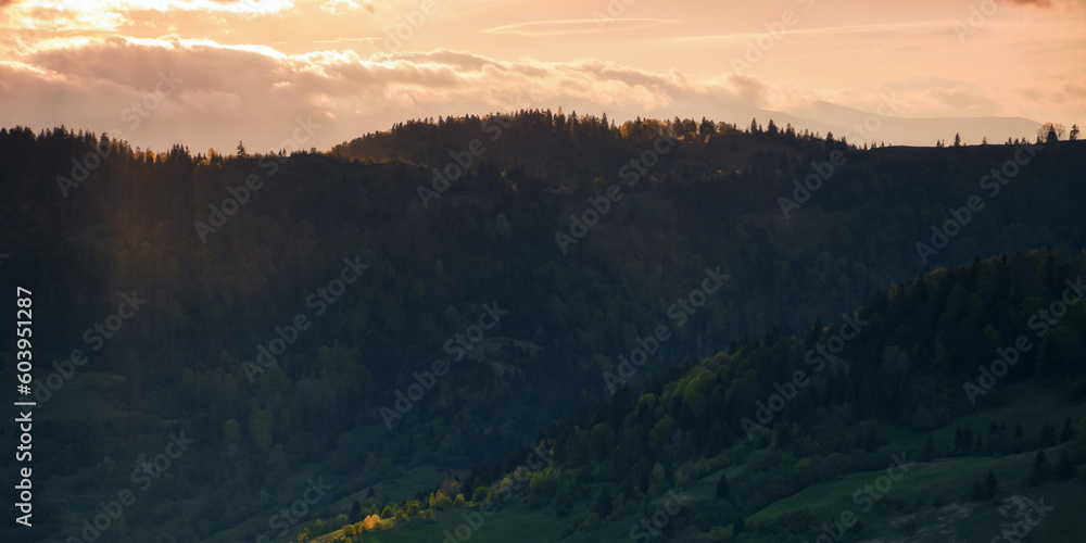 cloudy afternoon in carpathian countryside. forested hills and grassy meadows in evening light. gorgeous rural area background in springtime