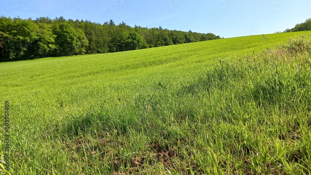Obraz premium Feld und Wald im Sonnenschein mit blauem Himmel