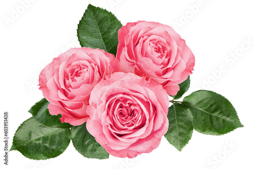 Fototapeta Naklejka Na Ścianę i Meble -  Rose isolated on white background, full depth of field