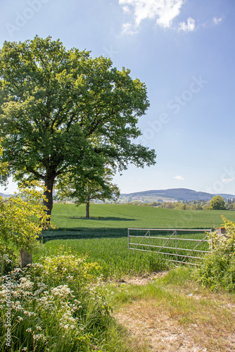 Summertime rural country road scenery in England.