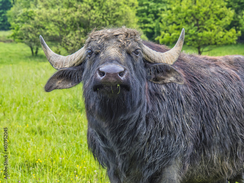 Büffel in der Südsteiermark Österreich