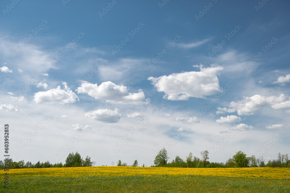 Latvian landscape with white cumulus clouds in blue sky over blooming dandelion field in summer day Latvian landscape with white cumulus clouds in blue sky over blooming dandelion field in summer day